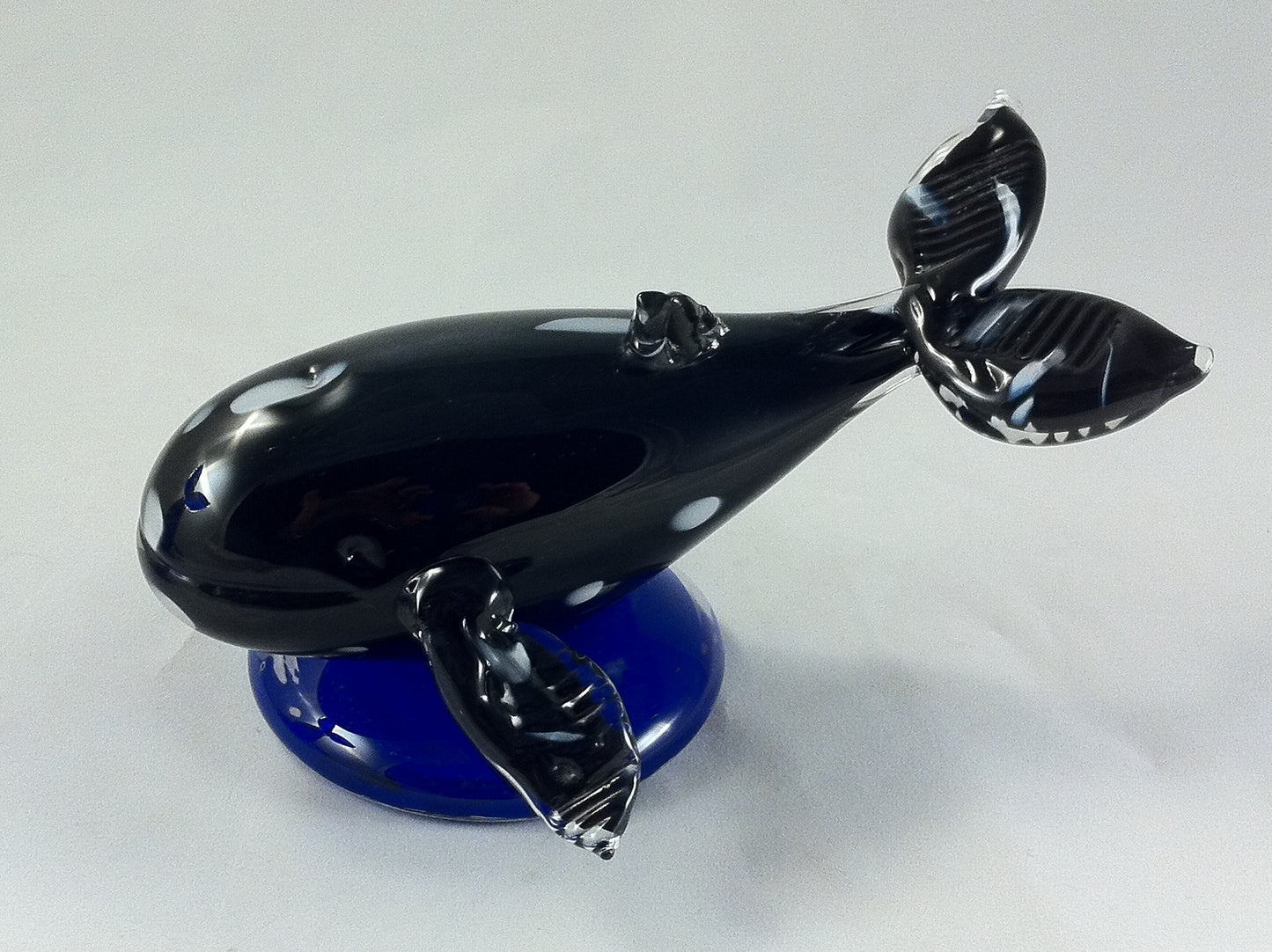 Rorqual cummun / Humpback whale