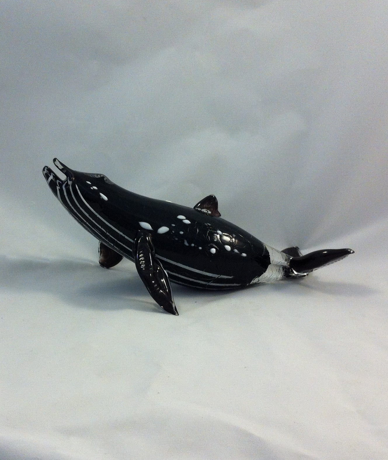 Rorqual commun / Humpback Whale